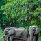 Lake Manyara NP, a protective Mother